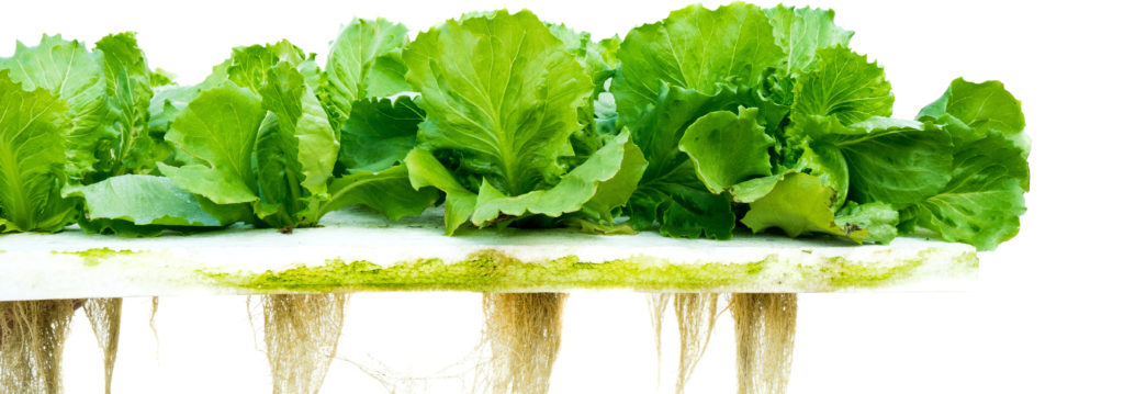 hydroponics_lettuce_autopot