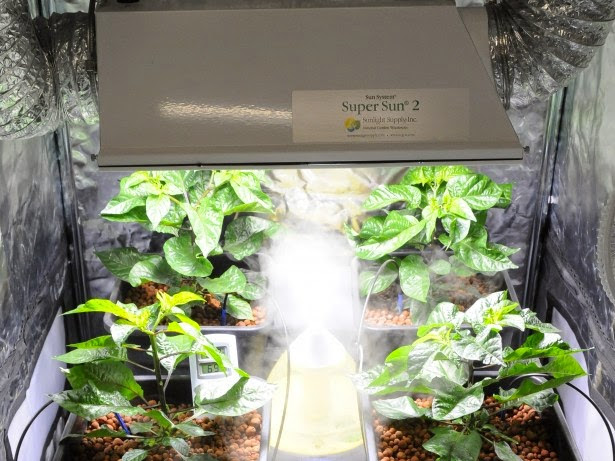 Air cooled Chillies in an indoor hydroponic grow tent.
