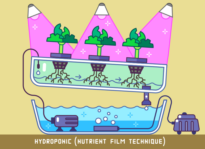 Nutrient Film Technique (NFT) System Illustration