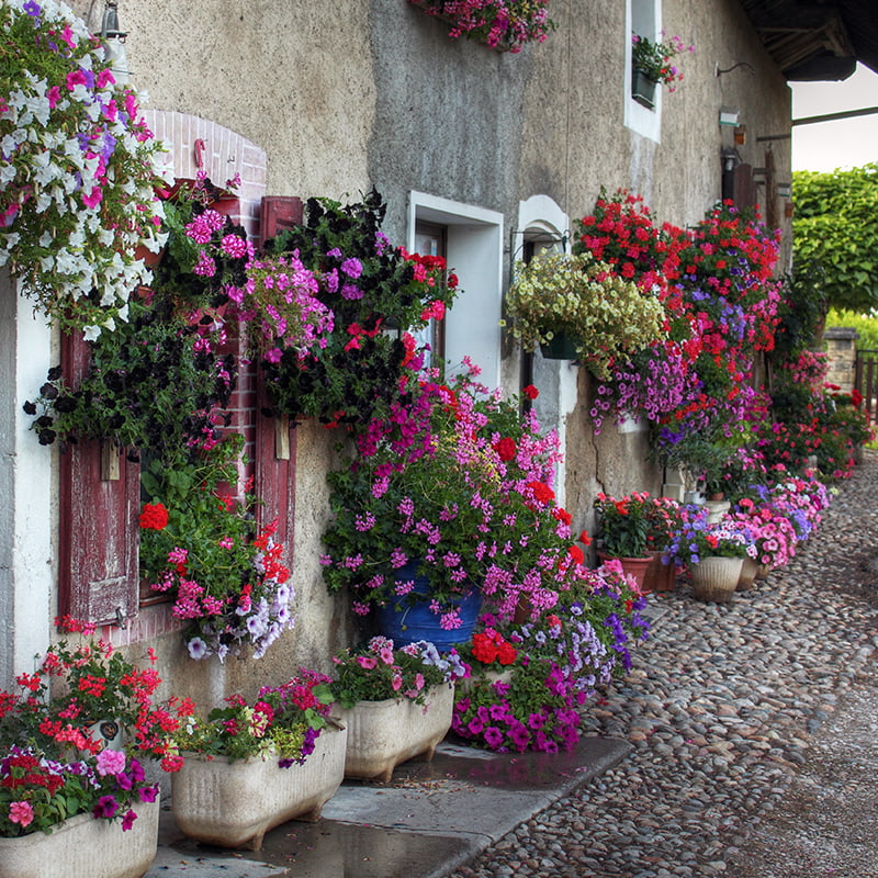 Beautiful scene of hanging baskets in a cobbled street