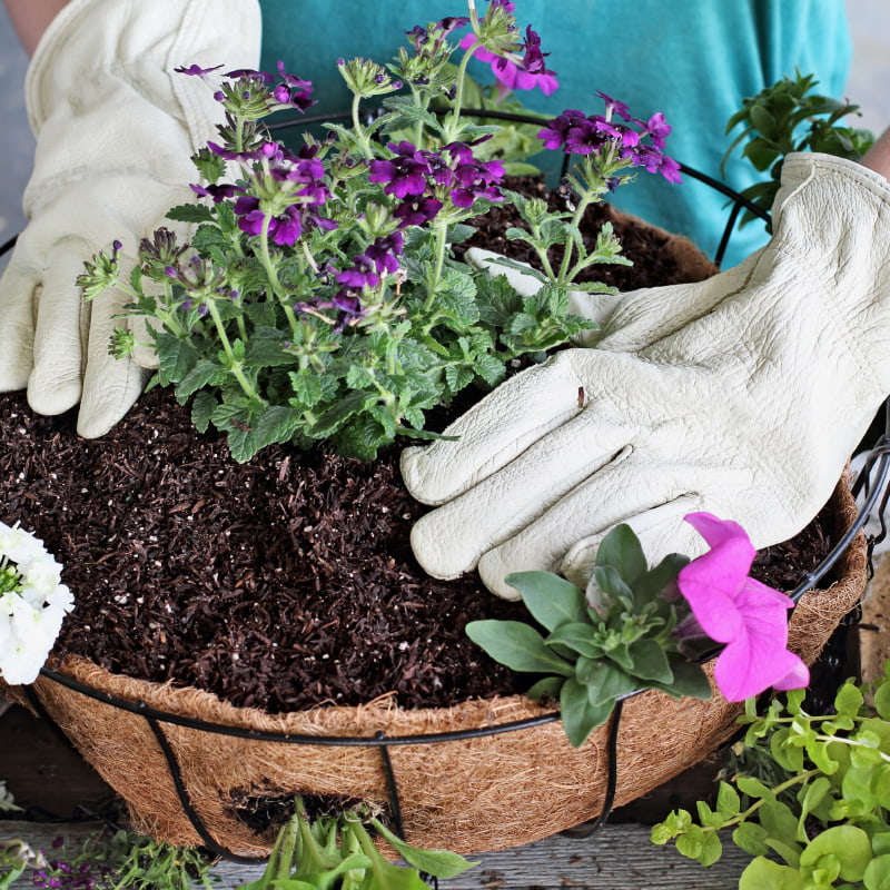 Hanging basket planting with flowers