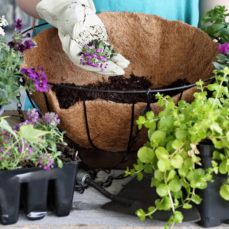 Planting up hanging baskets with soil and perlite