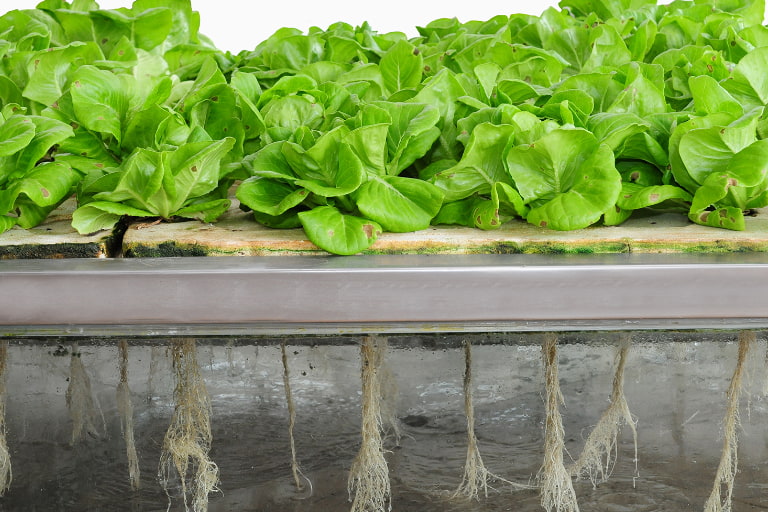 Lettuce and roots in an Aeroponics system 