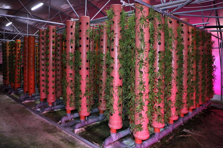 Aeroponics vertical farming method image