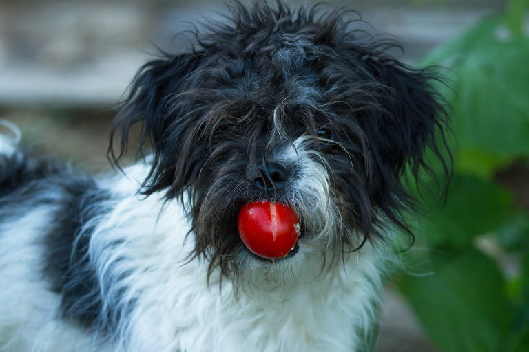 Hairy dog with a tomato in its mouth