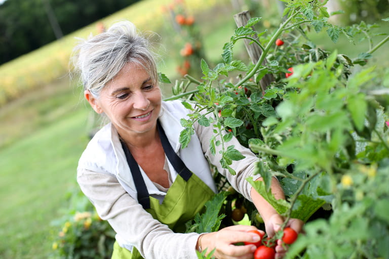 Lady harvesting ripe tomatoes