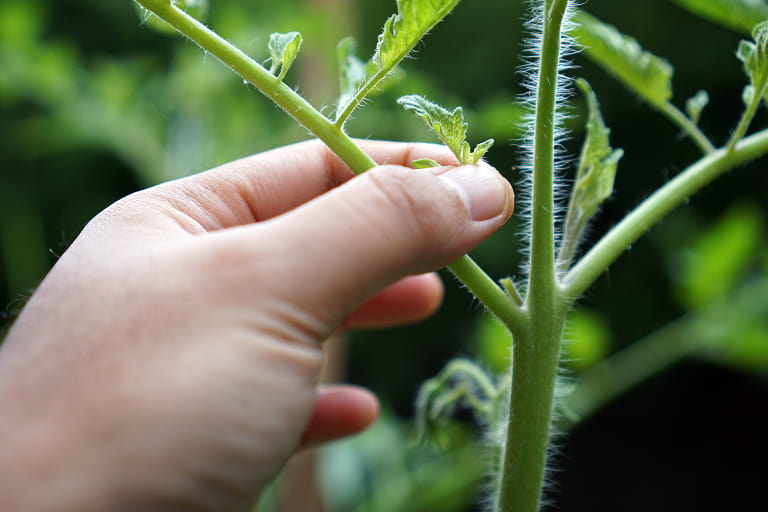 Growing better Tomatoes - Pinching tomato plant sideshoots out (sideshooting)