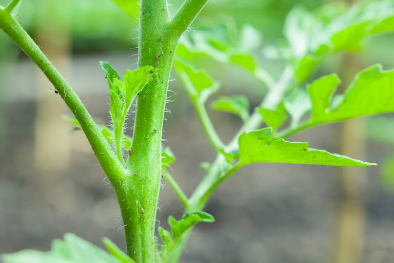 Growing better Tomatoes - Tomato Leaves showing sideshoots