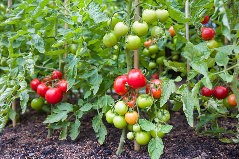 Growing better Tomatoes - Tomato plants with fruits in various stages of ripeness.