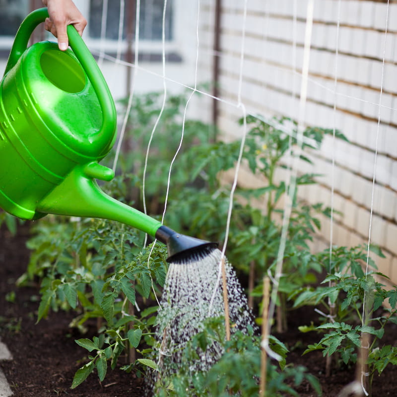 Growing better Tomatoes - Person watering and feeding tomato plants