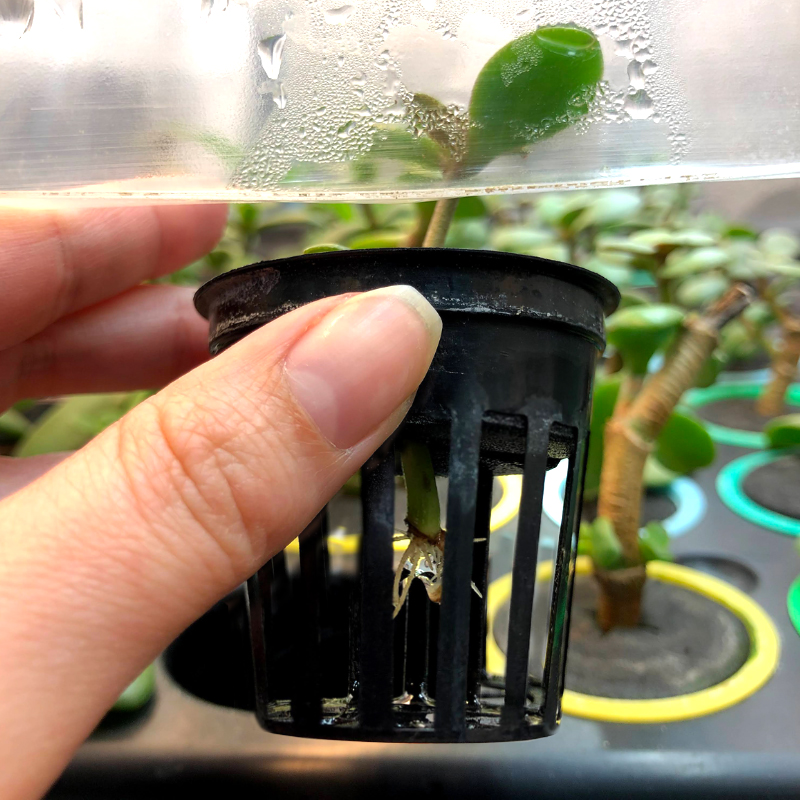 Rooted Jade plant cutting from aeroponic propagator
