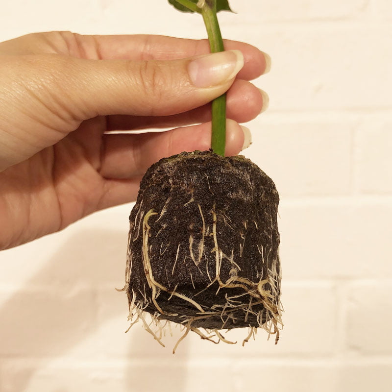 Close up of Hand holding a Chilli cutting with propagated roots