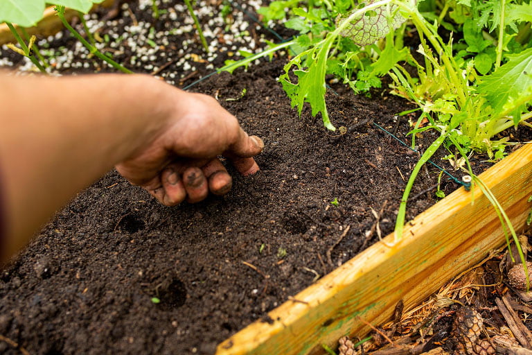 Gardener tests soil for moisture content before watering your garden