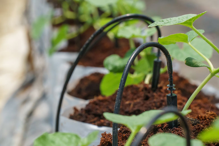 Close up of a dripper system stake and dripper head feeding plants in pots