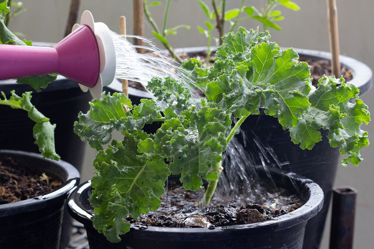 Watering can watering a plant pot with good drainage