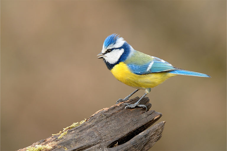 UK Garden Bird identifier guide: Blue Tit