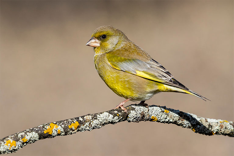 UK Garden Bird identifier guide: Greenfinch