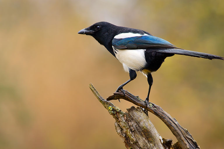 UK Garden Bird identifier guide:  Magpie