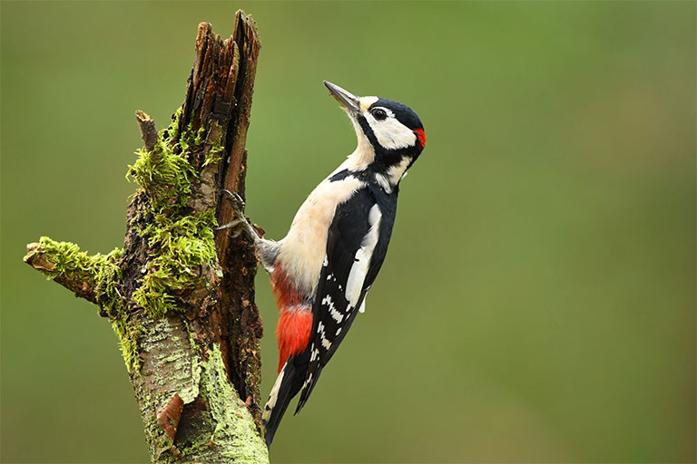 UK Garden Bird identifier guide: Great Spotted Woodpecker