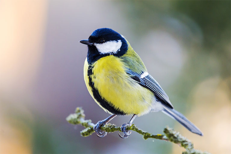 UK Garden Bird identifier guide: Great Tit