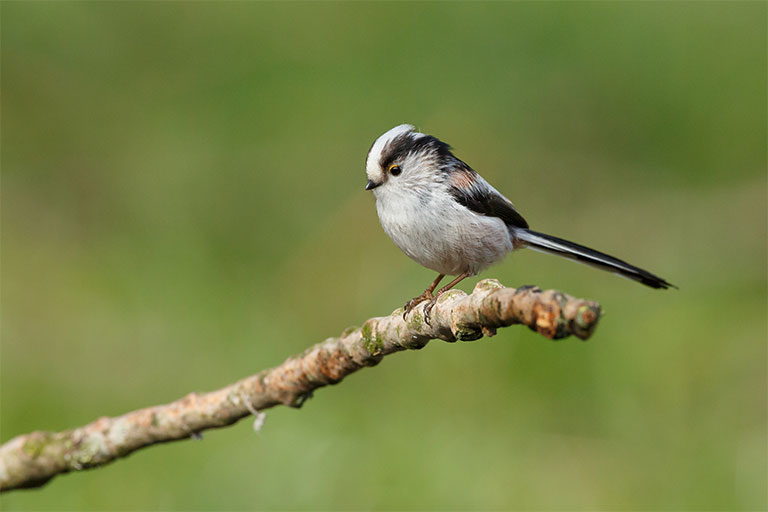 UK Garden Bird identifier guide: Long Tailed Tit