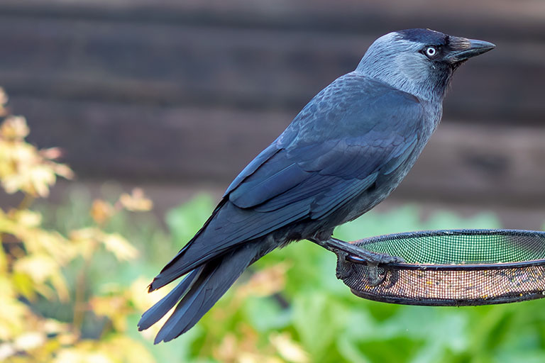 UK Garden Bird Identification Guide: Jackdaw