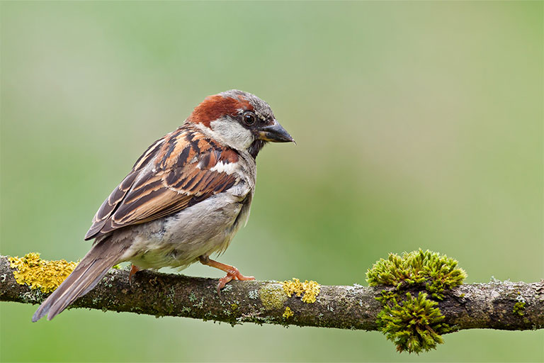 UK Garden Birds identifier guide: Sparrow