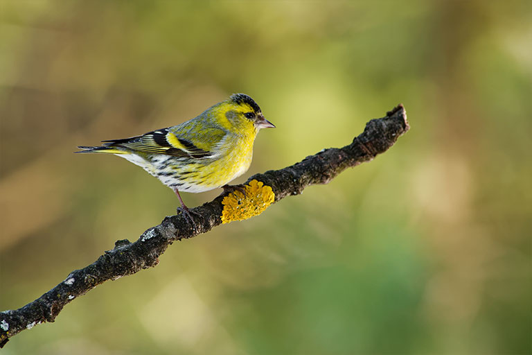 UK Garden Bird identifier guide: Siskin