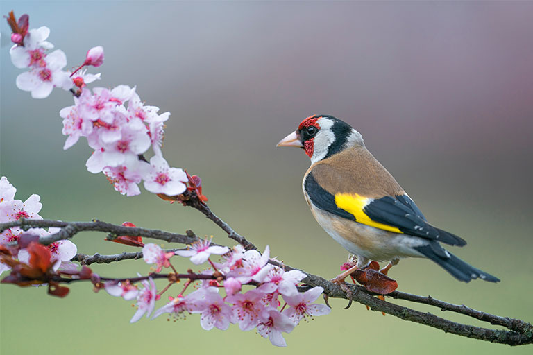UK Garden Bird identifier guide: Goldfinch