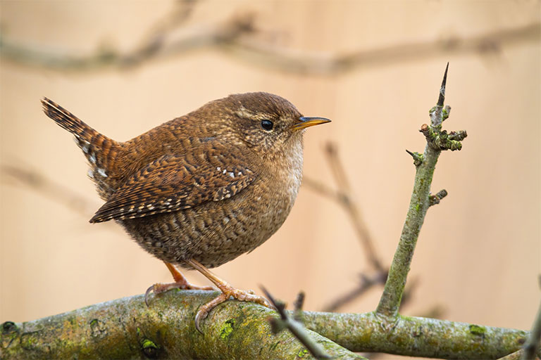 UK Garden Bird identifier guide: Wren