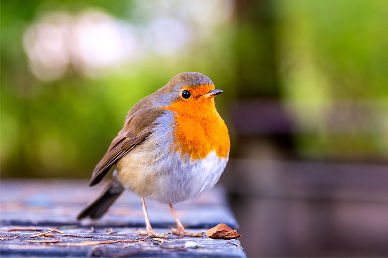 UK Garden Bird identifier guide: Robin