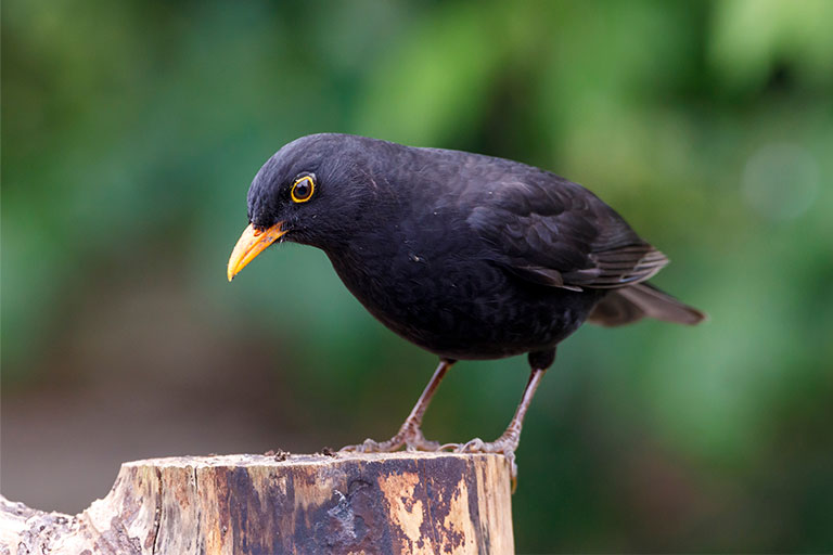 UK Garden Bird identifier guide:  Blackbird