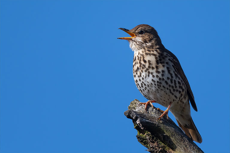 UK Garden Bird identifier guide: Song Thrush