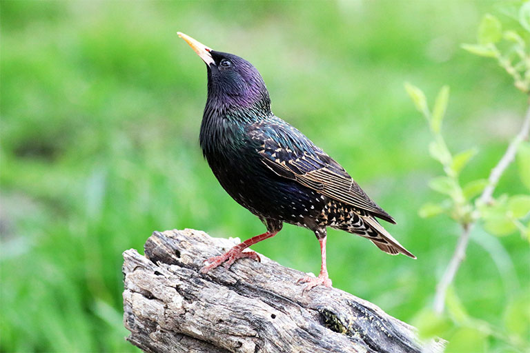 UK Garden Bird identifier guide: Starling 