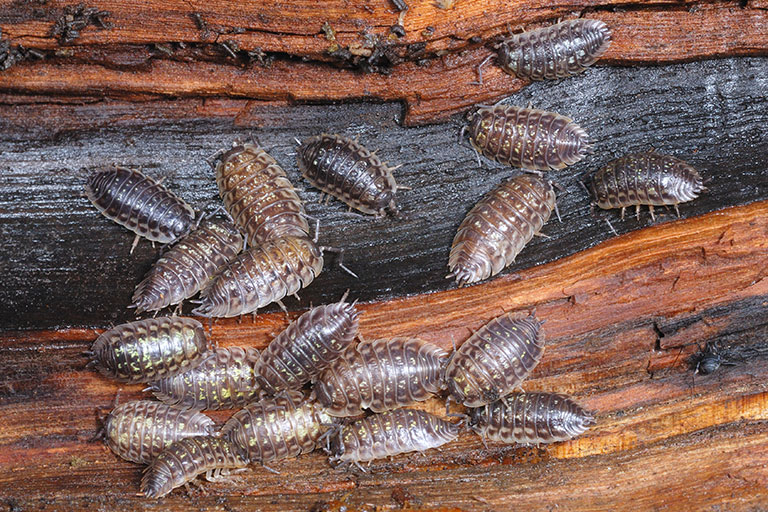 Close up of  group of woodlouse/woodlice 