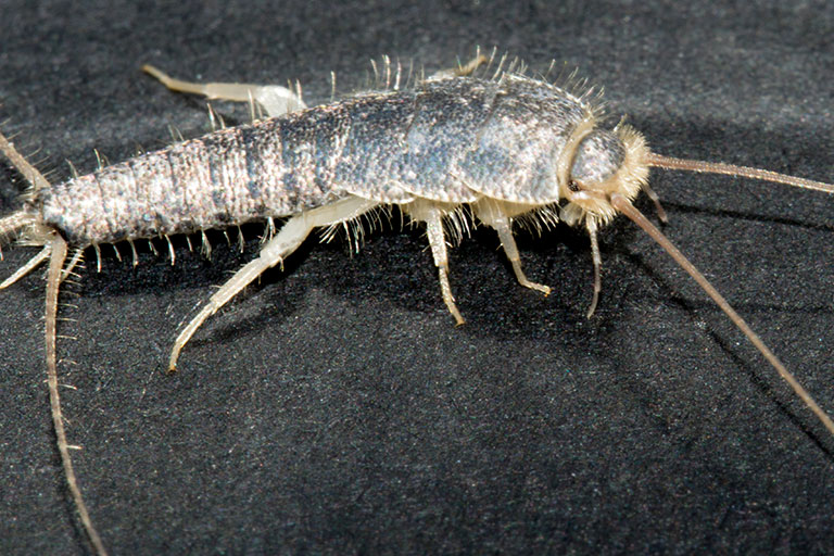 Close up of a Silverfish indoor pest insect