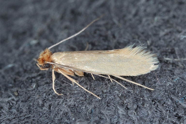 Adult Clothes Moth on textiles