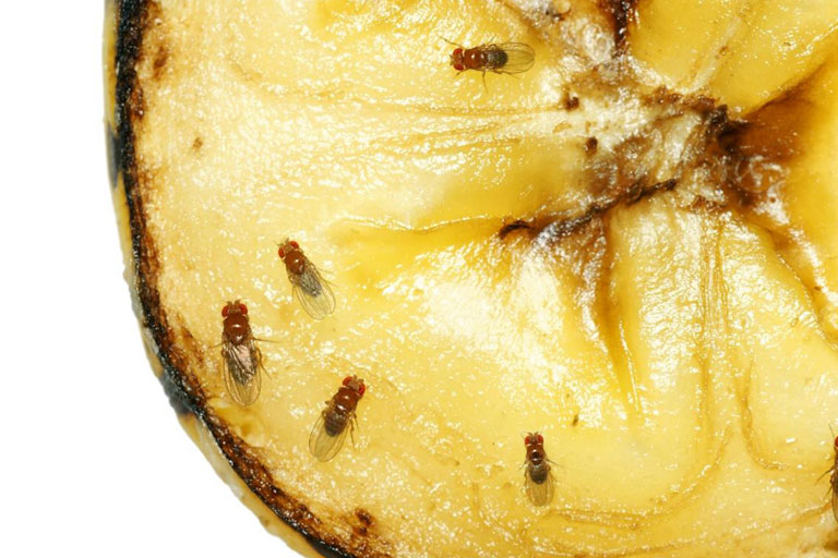 Close up of a fruit section with fruit flies on