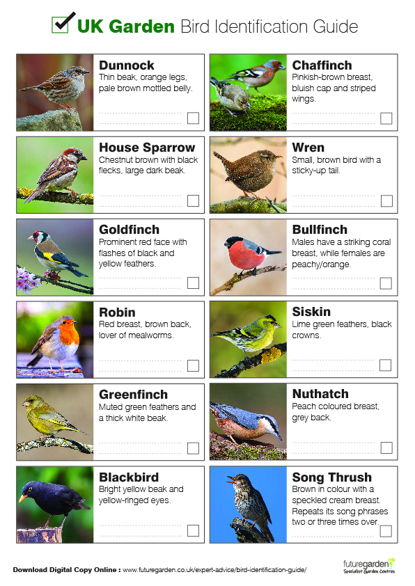 UK Garden Bird Identification Guide