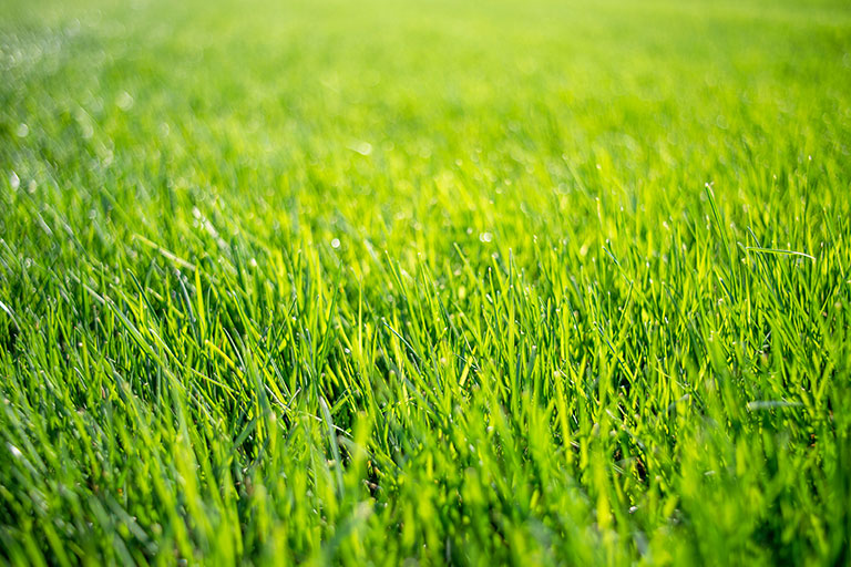 Image of early spring grass growth in warm spring sun - garden jobs to do in spring