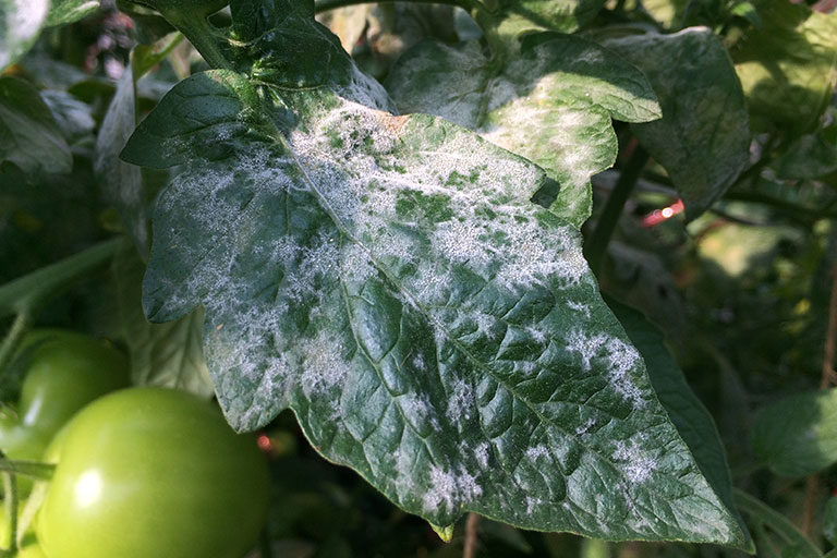 Image of Powdery Mildew on Tomato leaf