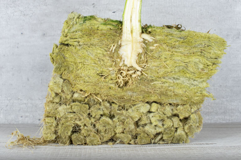 Cross-section of a plant's root system grown in a Rockwool cube