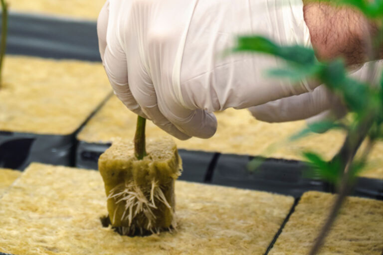 Plant growing in a Rockwool cube being transplanted by a gloved hand