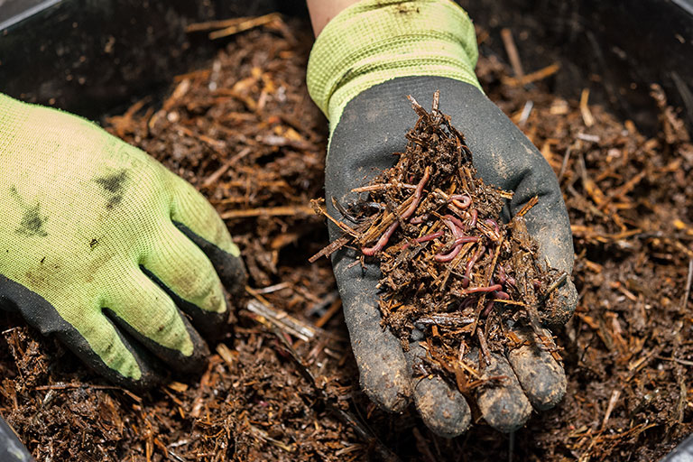A gloved hand holding worms in the ultimate homemade compost.
