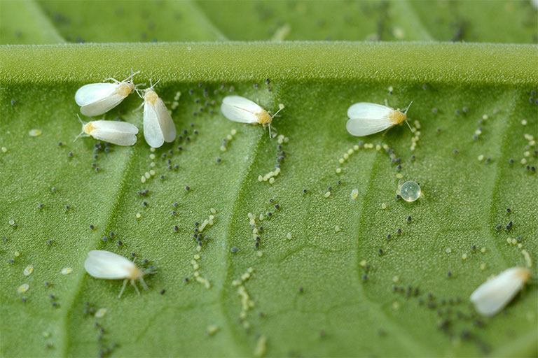 Whitefly on a green leaf