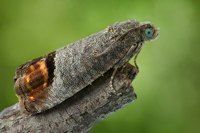  Codling Moth on an apple tree branch