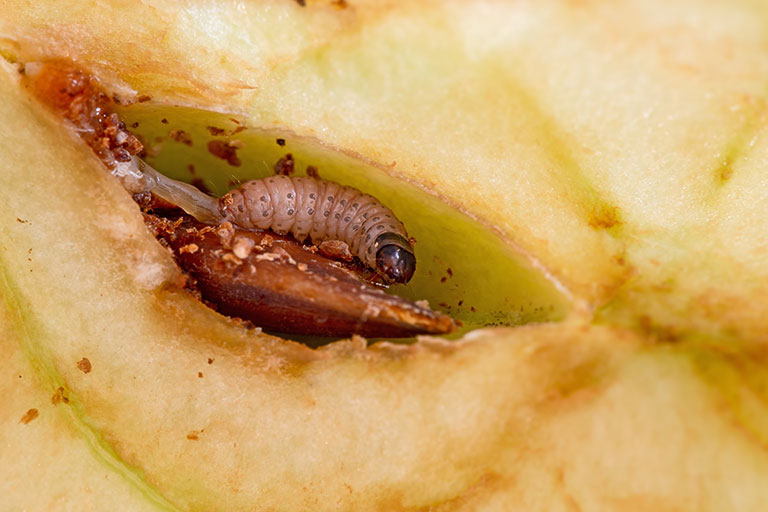 Codling moth larvae in the core of an apple.