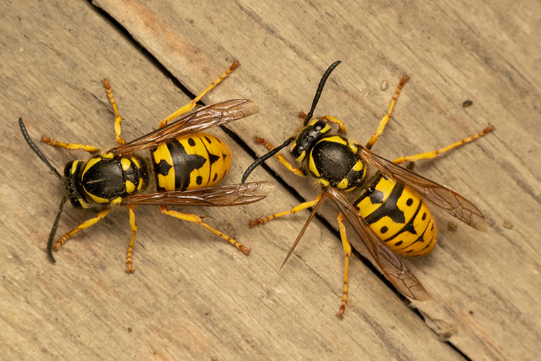 Garden pests – Two wasps on a wooden surface