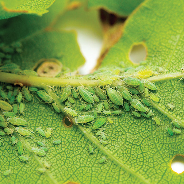 Garden pests – Aphids on a green leaf