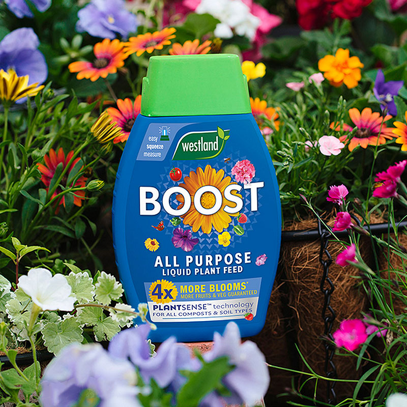 Westland Boost in a bed of healthy flowers